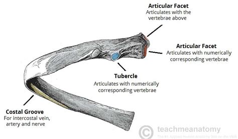 Dec 07, 2017 · the heads of ribs 1, 10, 11, and 12 have a single facet for articulation with the bodies of the thoracic vertebrae. The Ribs - Rib Cage - Articulations - Fracture ...