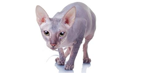 Donskoy Cat Breed Size Appearance And Personality