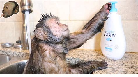Watch this cute capuchin monkey wash himself with his new dove baby soap. Capuchin Monkey Takes a Hot Relaxing Bath! - YouTube