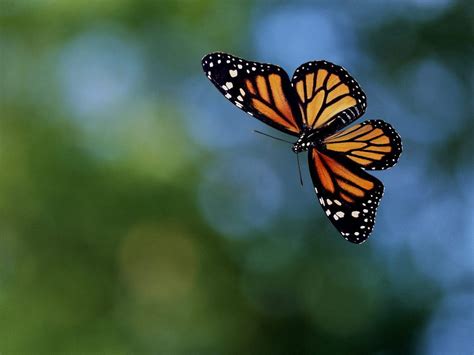 Butterfly Butterflies Photo 17274855 Fanpop
