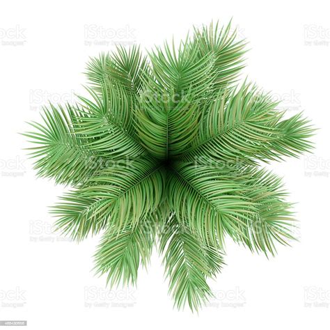 Top View Of Potted Palm Tree Isolated On White Background Stock Photo