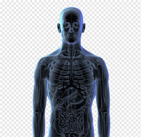 Human Body Human Skeleton Bone Homo Sapiens 3d Perspective View Of The