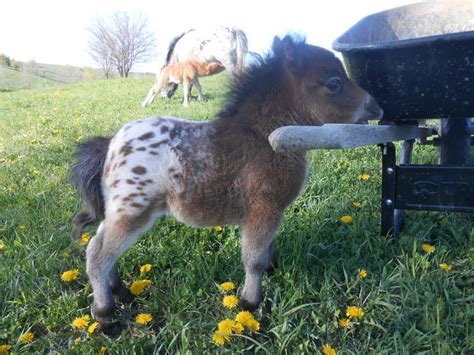 Adorable Baby Horse Raww