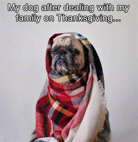 Funny Animal Pictures Of The Day 25 Pics Funny Thanksgiving Memes