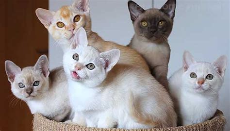 10 Rarest Cat Breeds That You Might Not Have Heard Of