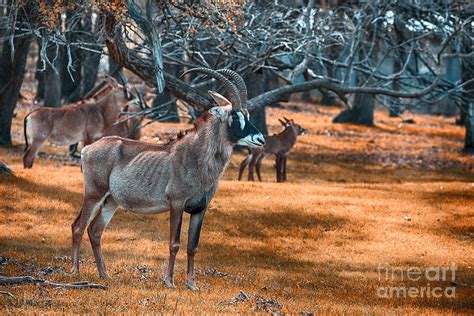Roan Antelope V4 Photograph By Douglas Barnard Pixels