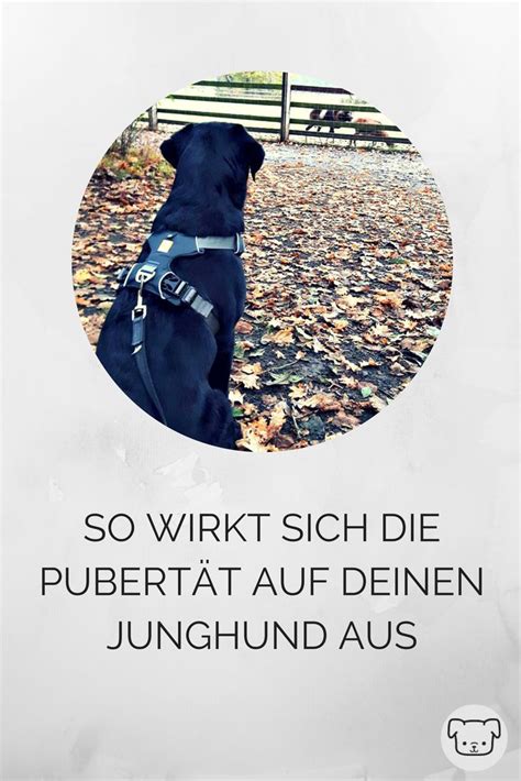 We did not find results for: Labrador Welpen Kosten Monat