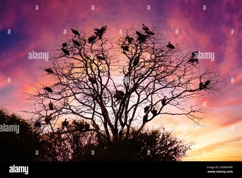Colourful African Sunset With Silhouette Of Vultures In A Tree Chobe