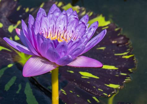Flower Water Lily Aquatic Plant Free Photo On Pixabay