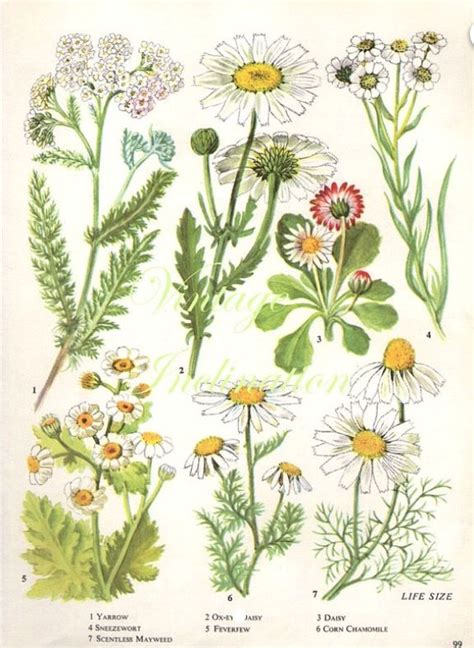 Vintage Botanical Print Antique Daisy Ботанические рисунки Цветочное