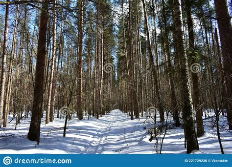 Winter Sunny Bright Day In A Pine Forest Slender Rows Of Alleys Of