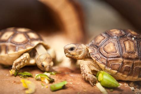 How Sulcata Tortoises Became Americas Most Adorable Mistake