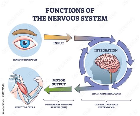 Functions Of Nervous System From Receptor Input To Effector Outline