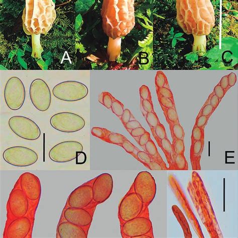 (PDF) Primer registro de la familia Morchellaceae (Ascomycota ...