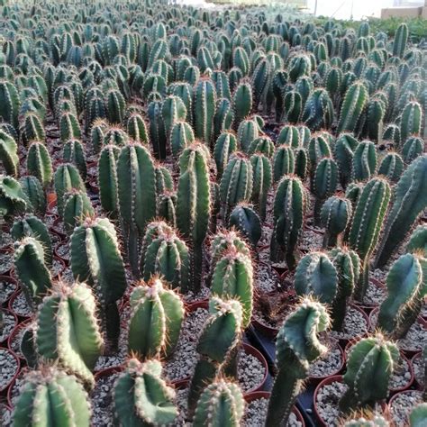 Cereusforbesiispiralis Giromagi Cactus And Succulents