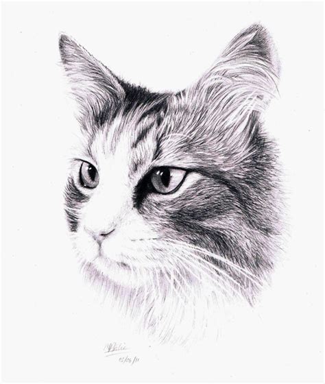 40 Great Examples Of Cute And Majestic Cat Drawings Tail And Fur
