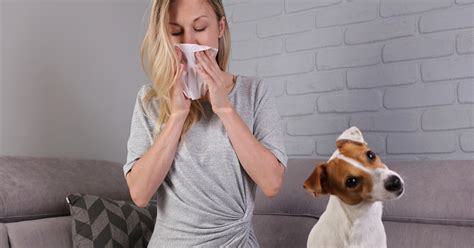 Alergia Na Psa Objawy I Leczenie