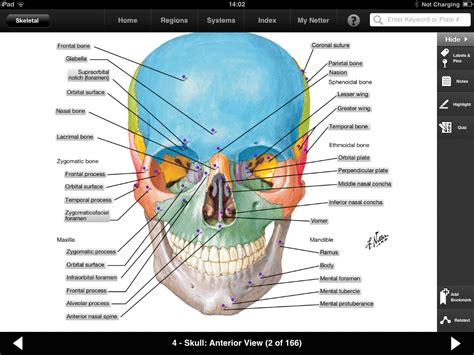 Netter Atlas Of Anatomy Download