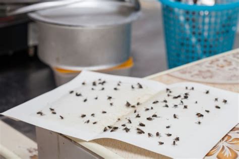 Best Fly Papers Your Ultimate Guide To Effective Pest Control