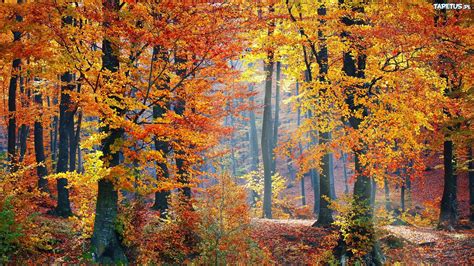 Jesienny Las Drzewa Roślinność Liście