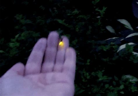 Firefly  Find And Share On Giphy