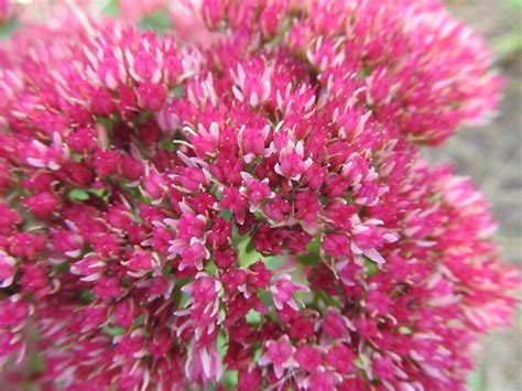Simple flowers are bee favorites. Bees Favorite Flower Photograph by Tina M Wenger