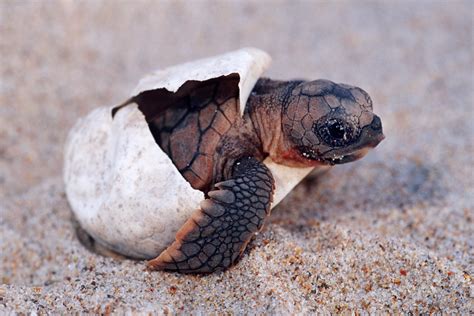 Precious Photos Of Baby Turtles Reader S Digest