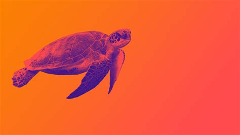 Purple Turtle Pictures Download Free Images On Unsplash