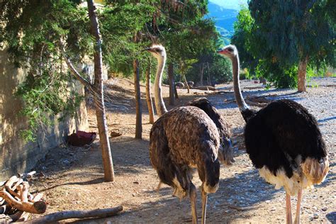 Ostrich Farm And Park Rhodes
