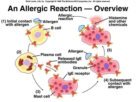 Ap Biology Allergies And The Immune System