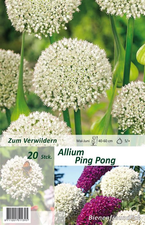 Allium Ping Pong X Bellandris Matthies Onlineshop