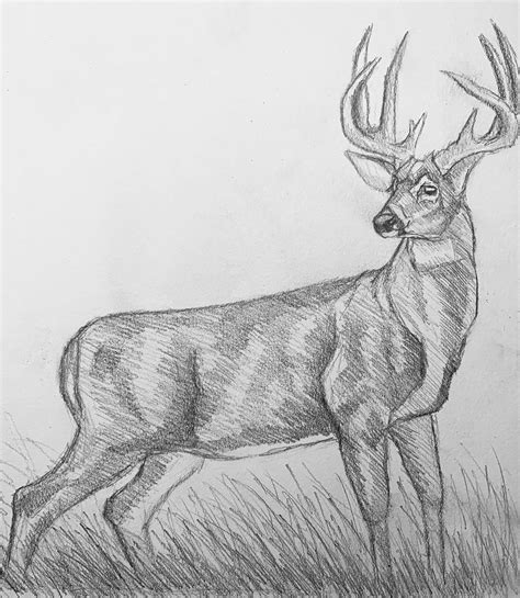 Whitetaildeer Whitetailbuck Deer Sketch Drawing Hunting Wildlife