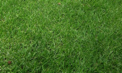 Turf Grass Lawn Seeds Summer And Evergreen