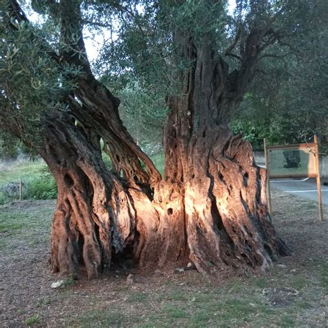 One Of The Oldest Olive Trees In The World In Corfu Enimerosi On Line
