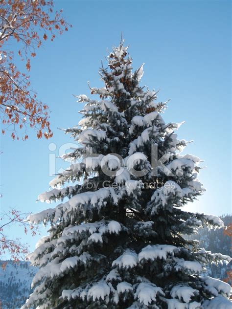 Snow Covered Natural Christmas Tree Post Card Stock Photos