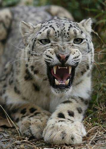 Angry Snow Leopard Snow Leopard Aggressive Dog Wild Cats