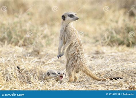 Meerkats Adult And Two Juveniles On The Lookout Stock Photo Image Of