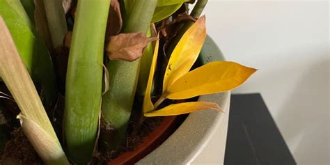 Why Zz Plant Leaves Turn Yellow And How To Fix It
