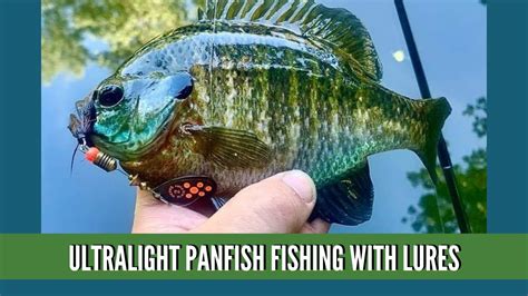 River Fishing For Panfish Panfish Fishing With Lures Ultralight