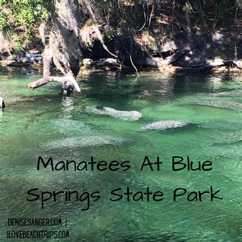 Manatees At Blue Spring State Park Florida Travel News Review Tips