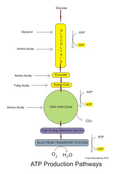 Chloroplasts produce glucose by photosynthesis. Aerobic Respiration - WriteWork