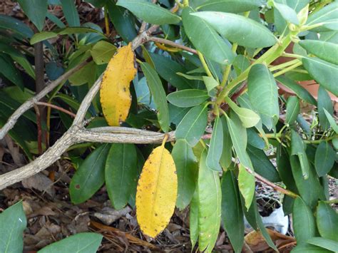 Why do the leaves on my money tree turn yellow. Rhododendron Leaves Turning Yellow - Why Does My Rhododendron Have Yellow Leaves