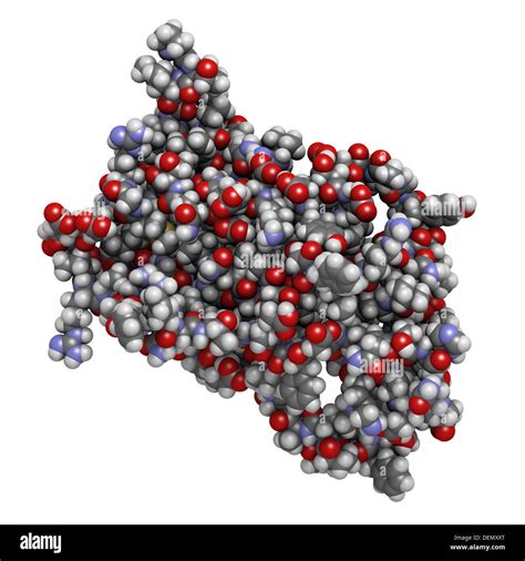 Human Growth Hormone Hgh Somatotropin Molecule Natural Hormone That