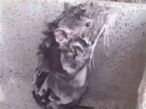 Миш који се купа као човјек хит на интернету (ВИДЕО)