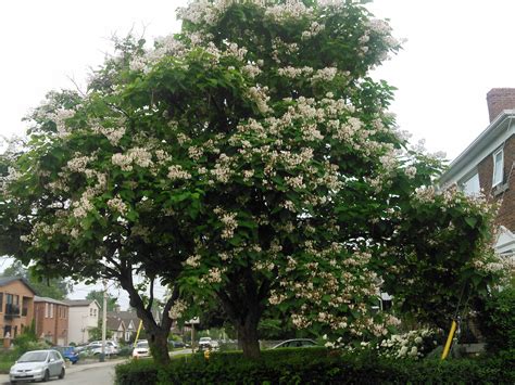 The Northern Catalpa Tree Is Blooming Now In Toronto White Flowers