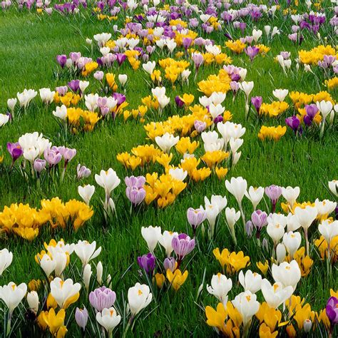 Van Zyverden Crocus Bulbs Large Flowering Blend Set Of 75 21430 The