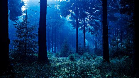 Nighttime Forest