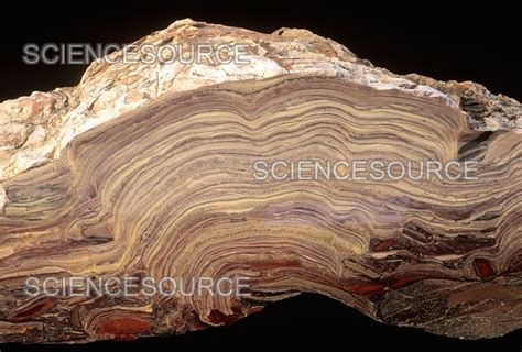 Cross Section Of Fossil Stromatolite Stock Image Science Source Images
