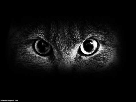 Scary Cats Wallpapers Wallpaper Cave