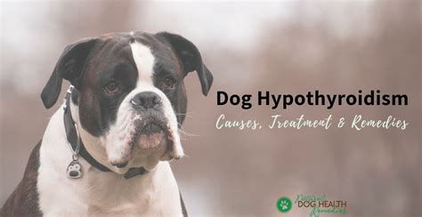 Dog Hypothyroidism Causes Treatment And Natural Remedies